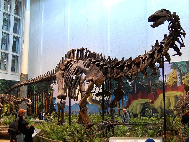 Sauropod Dinosaur fossil